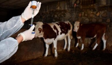 Şap hastalığıyla mücadelede ‘arilik’ şartı dönemi başladı