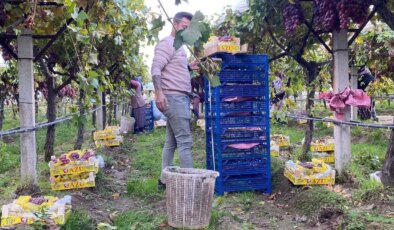 Sarıgöl’de temmuz ayında başlayan hasat devam ediyor: Kilosu 25 TL