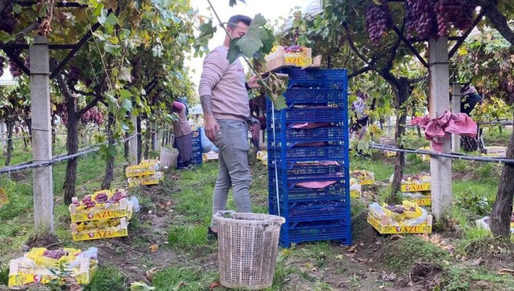 Sarıgöl’de temmuz ayında başlayan hasat devam ediyor: Kilosu 25 TL