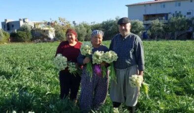 Silifke’de alternatif ürün olarak ekildi: Boğumu 300 TL’ye satılıyor…