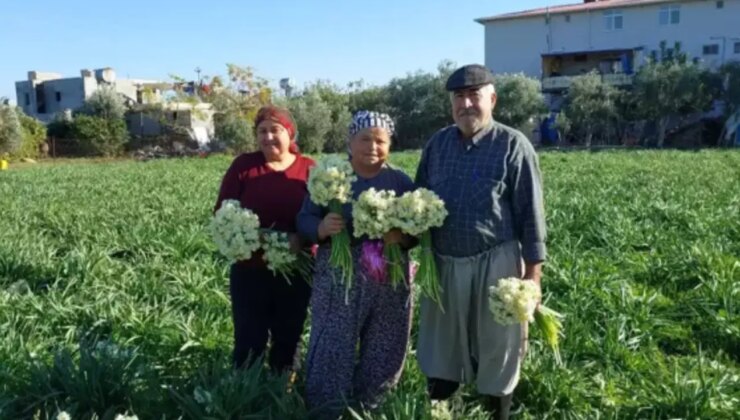 Silifke’de alternatif ürün olarak ekildi: Boğumu 300 TL’ye satılıyor…