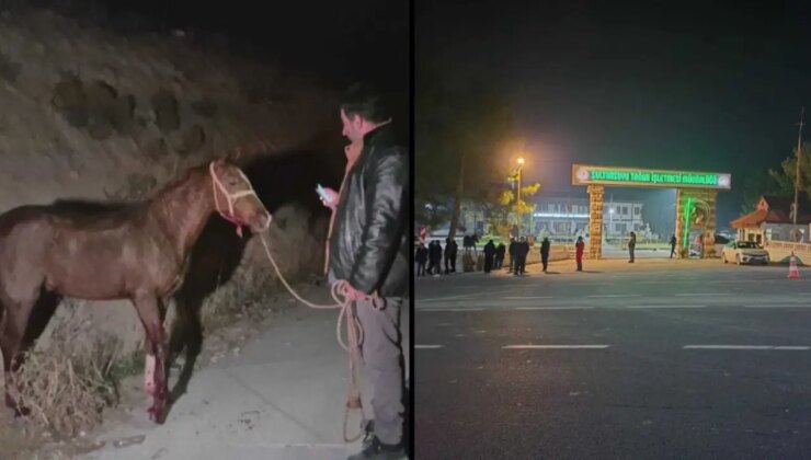 Sultansuyu’nda facia: Karayoluna çıkan yarış atları can verdi