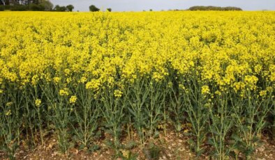 Tarih açıklandı: Bitki koruma ürünlerinde B-Reçete Takip Sistemi zorunluluğu başlıyor