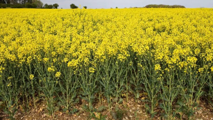 Tarih açıklandı: Bitki koruma ürünlerinde B-Reçete Takip Sistemi zorunluluğu başlıyor