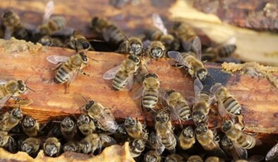 Tarih öncesi dönemlerde yaşamış bazı arı türlerinin kemik kalıntılarına yuva yaptığı belirlendi