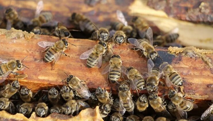 Tarih öncesi dönemlerde yaşamış bazı arı türlerinin kemik kalıntılarına yuva yaptığı belirlendi