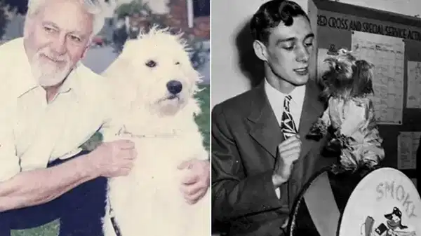 Tarihteki beş ünlü köpek nasıl kahraman oldu?