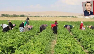 Tarım 2025’i kayıpla kapattı: İktidar politikaları vurdu