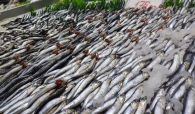 Tezgahlarda palamut yok, hamsi çok