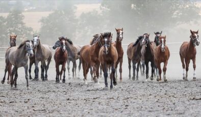 TİGEM, 14 Arap kısrağını satmak için açık artırma başlatıyor
