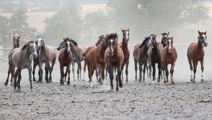 TİGEM, 14 Arap kısrağını satmak için açık artırma başlatıyor