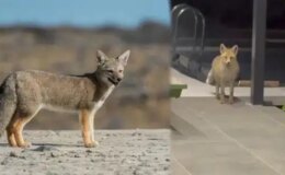 Tilki, köpeklerle dolu bahçeye girip kedi mamalarını yedi