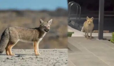 Tilki, köpeklerle dolu bahçeye girip kedi mamalarını yedi