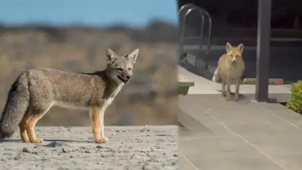 Tilki, köpeklerle dolu bahçeye girip kedi mamalarını yedi