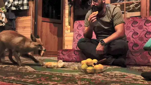 ‘Tilko’ ismini verdi: Elleriyle besliyor