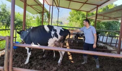 Tüm hayvan hareketliliği durduruldu: Muğla’da 11 mahallede şap karantinası