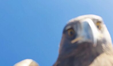 Tunceli’de ilginç olay: Kartal dronu havada kaçırdı