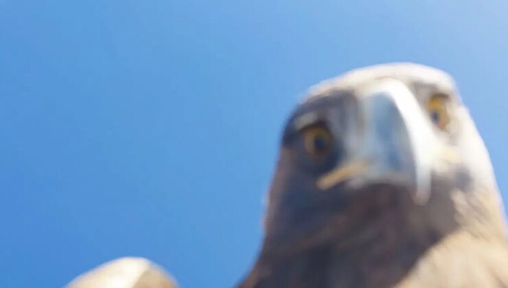 Tunceli’de ilginç olay: Kartal dronu havada kaçırdı