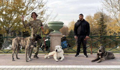 Türk çoban köpeklerini dünyaya tanıtıyor