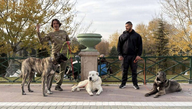 Türk çoban köpeklerini dünyaya tanıtıyor