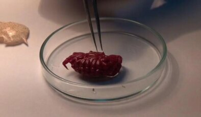 Türkiye kıyılarında ilk kez görüldü: 2 santimetre büyüklüğünde…