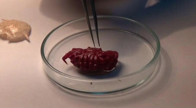 Türkiye kıyılarında ilk kez görüldü: 2 santimetre büyüklüğünde…