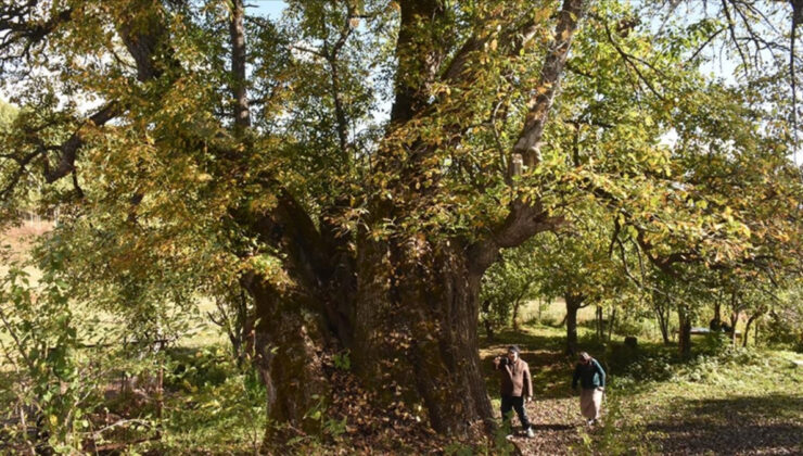 Türkiye’nin doğal mirası güvence altında