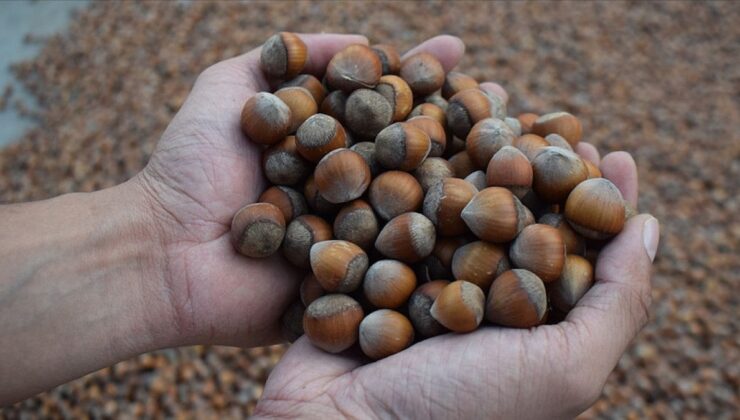 Üç aylık sürede 21 borsada, 138 bin tonu aşkın fındık işlem gördü