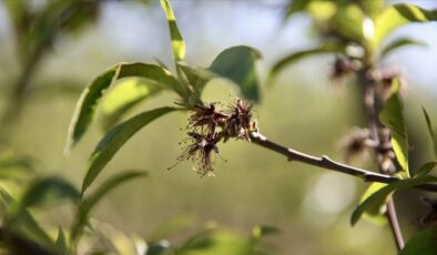 Üreticilere 221 milyon 150 bin lira zirai don desteği ödemesi bugün yapılacak