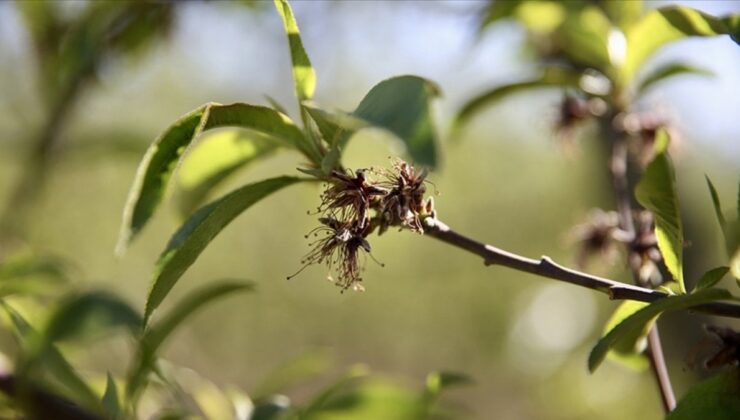 Üreticilere 221 milyon 150 bin lira zirai don desteği ödemesi bugün yapılacak