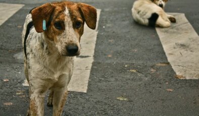 Uşak Valiliği’nden sahipsiz hayvanların öldürülüp gömüldüğü iddiasına inceleme