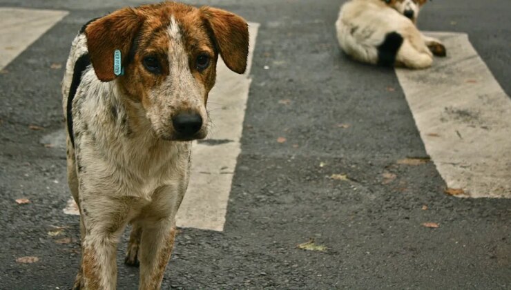 Uşak Valiliği’nden sahipsiz hayvanların öldürülüp gömüldüğü iddiasına inceleme