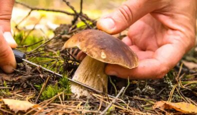 Uzmanından mantar uyarısı: ‘Hepsi risk içeriyor’