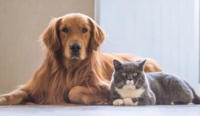 Uzmanından net açıklama: Evcil hayvanlar hastalık değil, ruh sağlığı getiriyor
