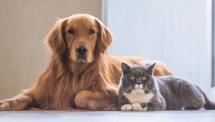 Uzmanından net açıklama: Evcil hayvanlar hastalık değil, ruh sağlığı getiriyor