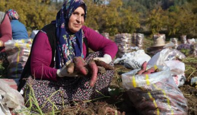 Verim yarı yarıya düştü, son hasadı yapıldı: Tarlada kilosu 30 TL..