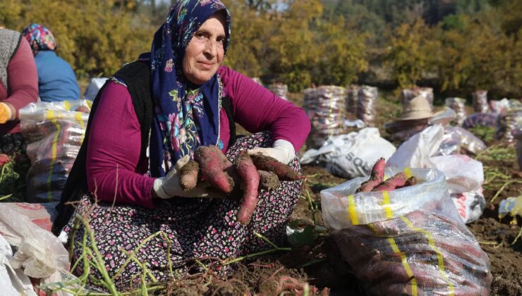 Verim yarı yarıya düştü, son hasadı yapıldı: Tarlada kilosu 30 TL..