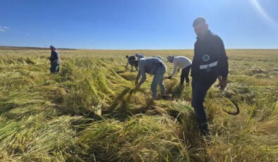 Volkanik arazide yetiştiriliyor,  6 yılda bir hasat ediliyor!