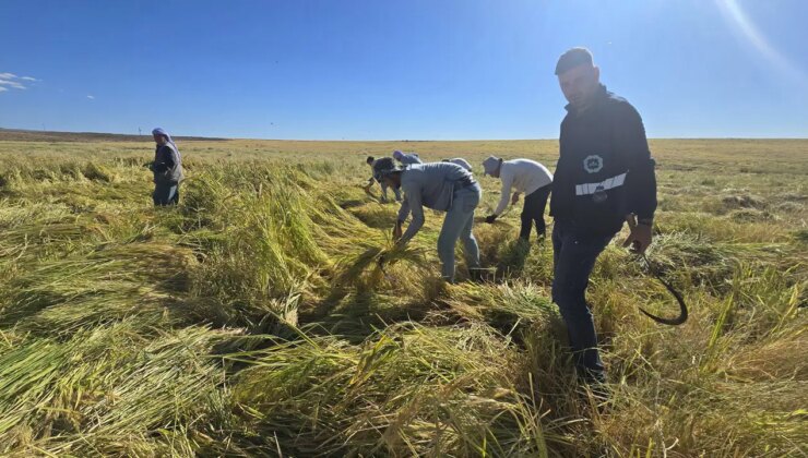 Volkanik arazide yetiştiriliyor,  6 yılda bir hasat ediliyor!