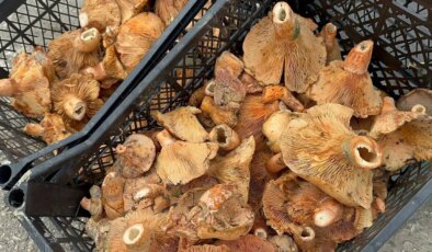 Yağmur yağdı fiyatı 100 liraya düştü: Yüksek antioksidan içeriyor…