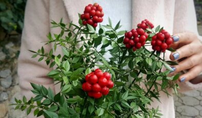 Yeni yılın en eski ritüeli: Kokina almak nereden geliyor?