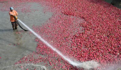 Yetiştirildiği ilçenin adıyla tescillendi: Binbir zorlukla sofralara ulaşıyor…