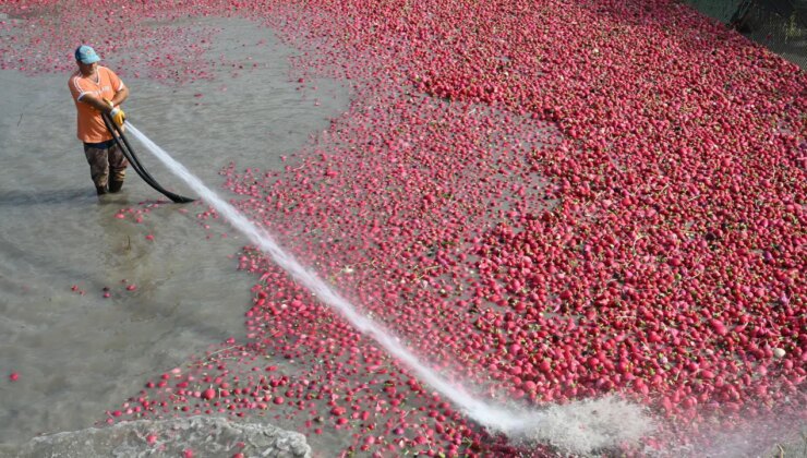 Yetiştirildiği ilçenin adıyla tescillendi: Binbir zorlukla sofralara ulaşıyor…