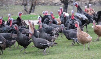 Yılbaşının sembolü el yakıyor: Yılbaşı hindisi 800 ile 1000 lira