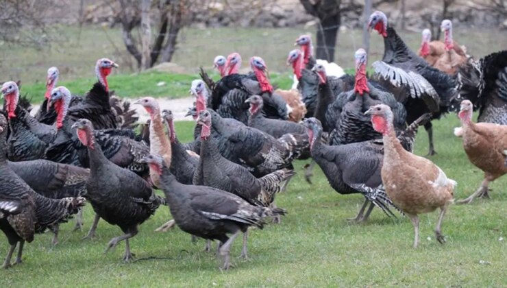 Yılbaşının sembolü el yakıyor: Yılbaşı hindisi 800 ile 1000 lira