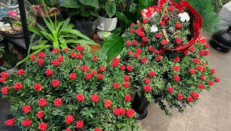 Yılbaşının simgelerinden ‘kokina çiçeği’ tezgahlarda alıcısını bekliyor