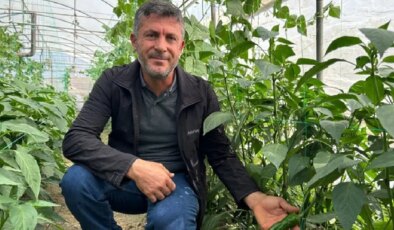 Yoğun oranda C vitamini içeriyor! 2 bin 347 dekarda yetişiyor: Hasadı başladı