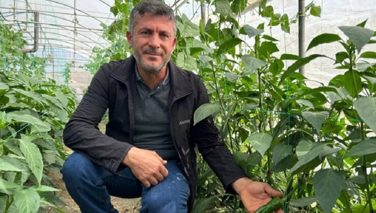 Yoğun oranda C vitamini içeriyor! 2 bin 347 dekarda yetişiyor: Hasadı başladı