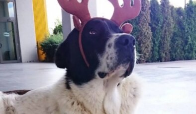 ABB’den ‘Matmazel’ açıklaması: ‘Darbedildiği tespit edildi, konuyla ilgili kişilerin iş akitleri feshedildi’