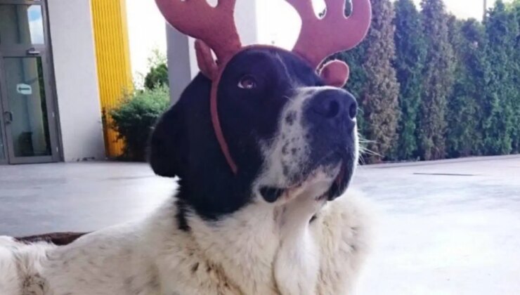 ABB’den ‘Matmazel’ açıklaması: ‘Darbedildiği tespit edildi, konuyla ilgili kişilerin iş akitleri feshedildi’